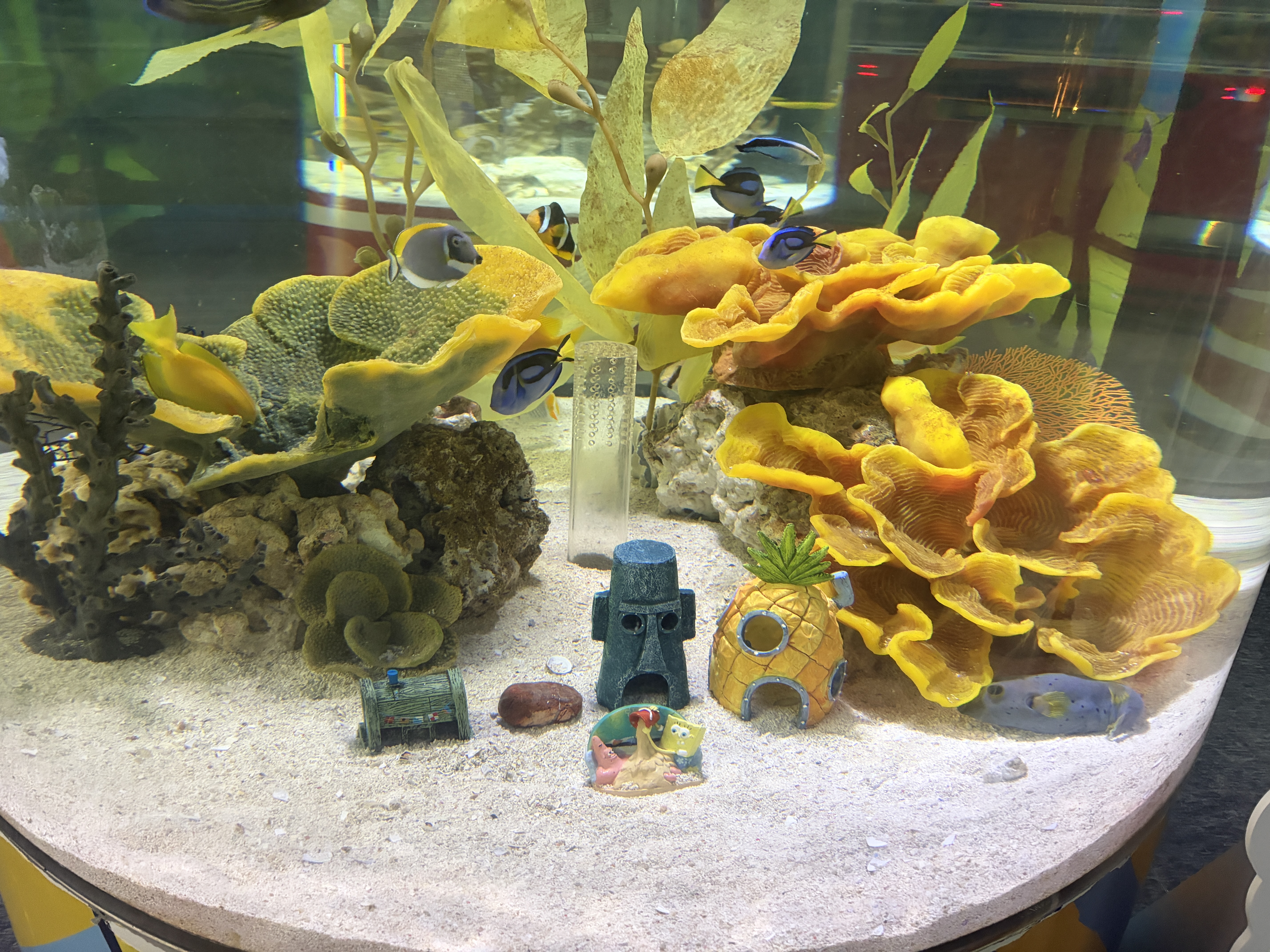 A Spongebob fish tank
